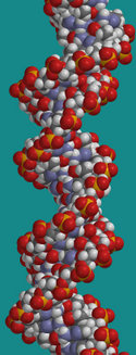 DNA.jpg (125×327)