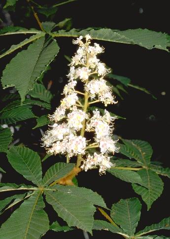 Hippocastanaceae1.jpg (345×485)