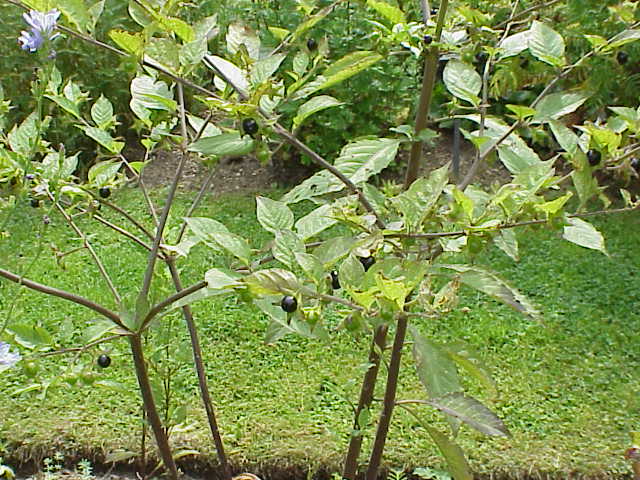 https://www.chitatel.net/pic/bio/botanica/Solanaceae/Atropa_bella-donna1.jpg