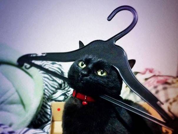 25 доказателства, че котките могат всичко