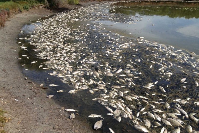 Покачване в броя на масови измирания на птици, риби и морски безгръбначни