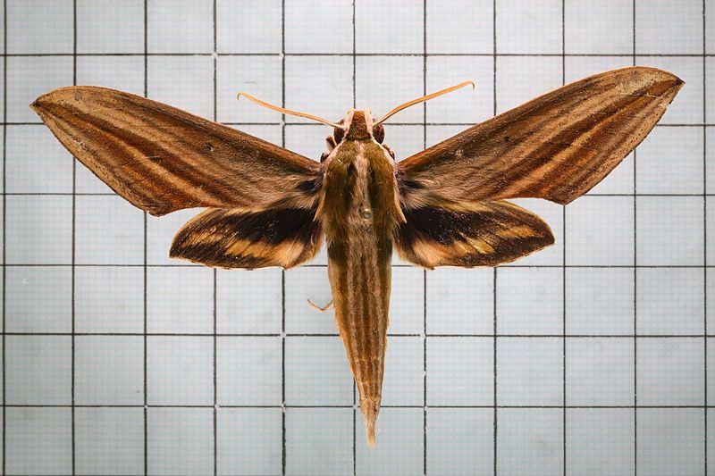 Пеперудите сфинксове използват ултразвук в защита от прилепите