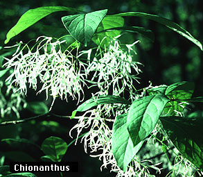 Семейство Маслинови (Oleaceae)