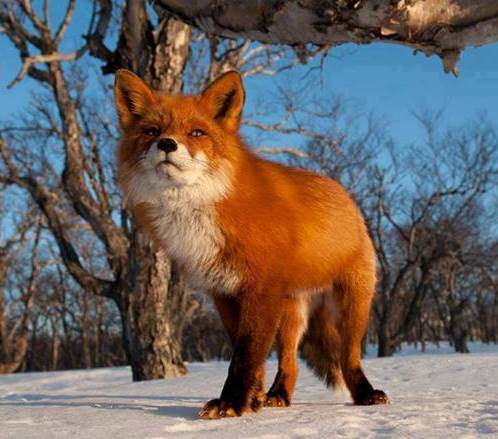 Red-fox.jpg