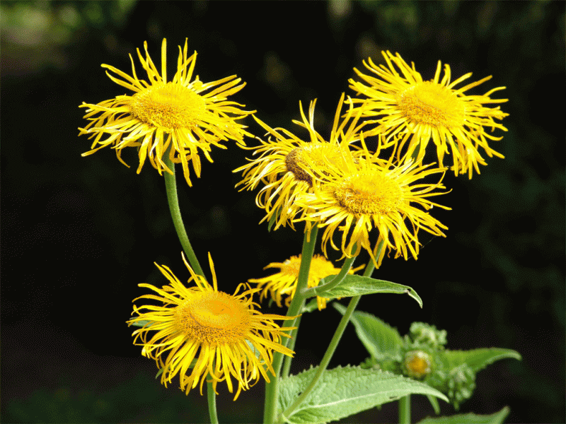 Климатични промени: Дисбаланса ще бъде норма в растителните съобщества в бъдеще.