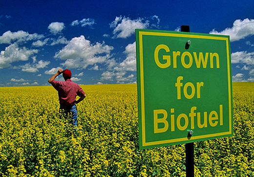 agri_for_biofuel_teaser_image