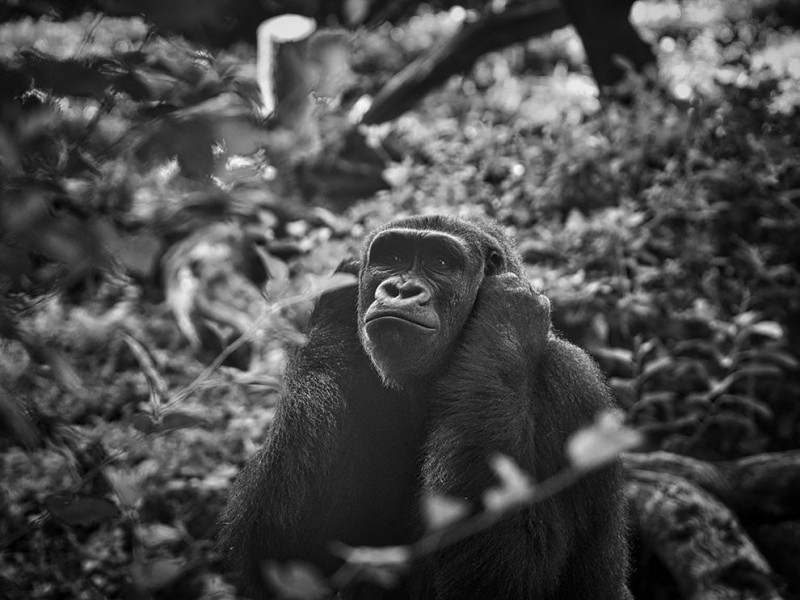 dallas-gorilla-safari_93476_990x742