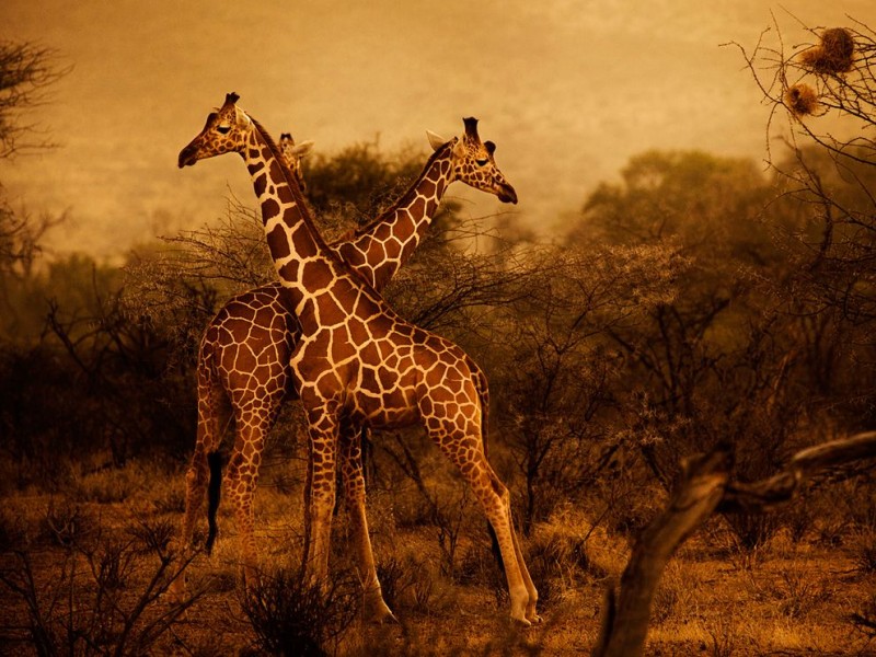 giraffes-herd-kenya_48273_990x742