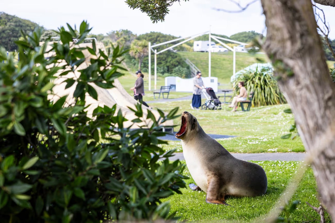 Необичайното съжителство между хора и морски лъвове