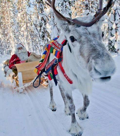 reindeer_10
