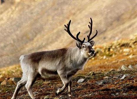 reindeer_13
