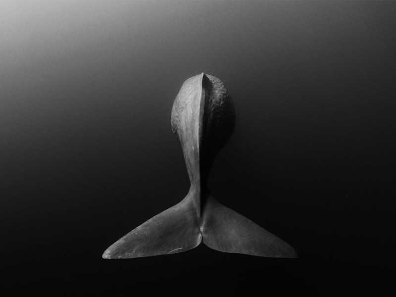 sperm-whale-sri-lanka_84060_990x742
